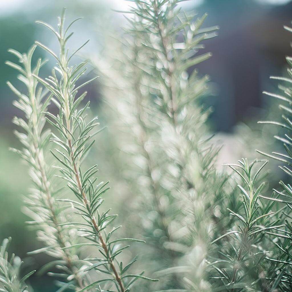 Airomé : Rosemary Essential Oil - Image 2