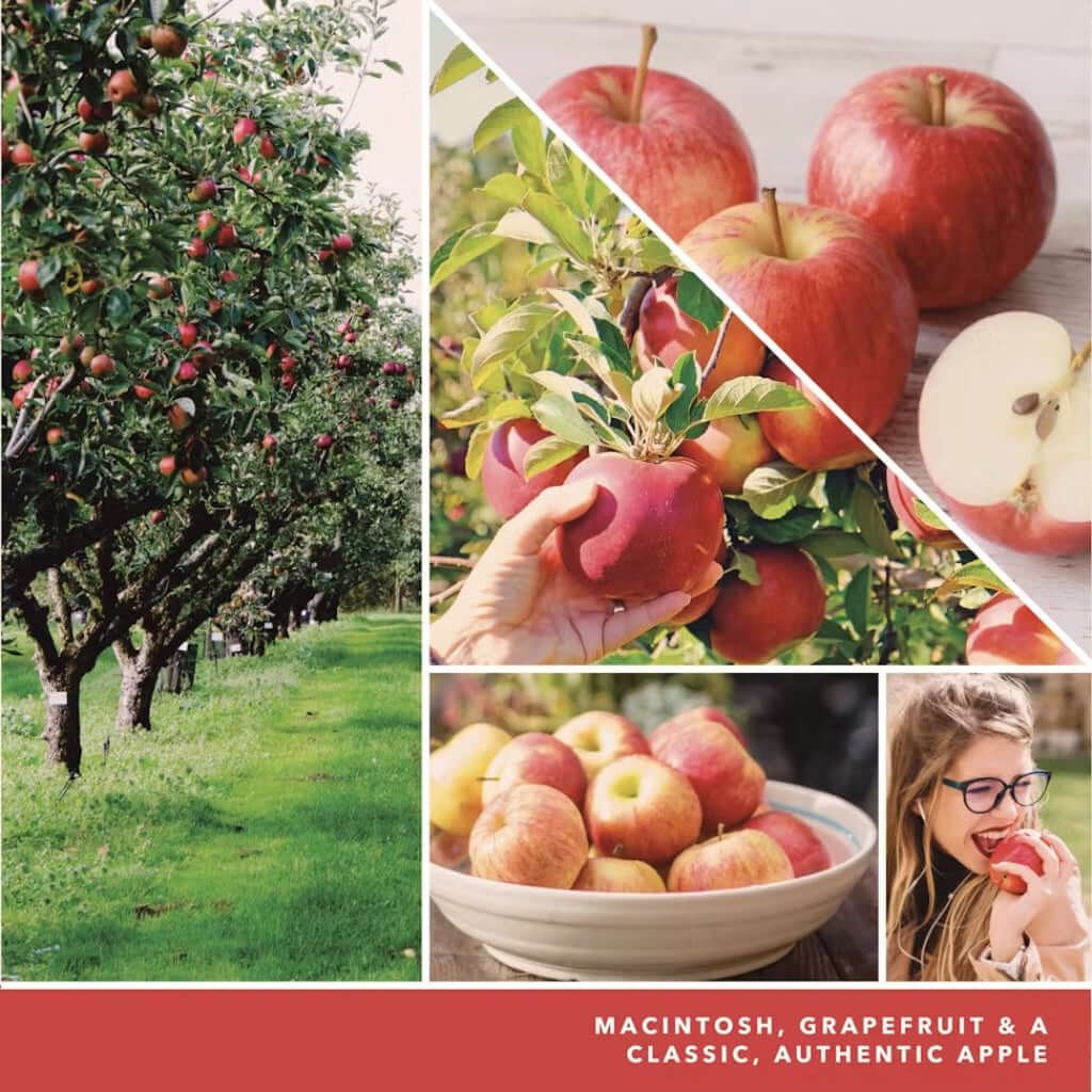Yankee Candle : Concentrated Room Spray Macintosh - Image 2